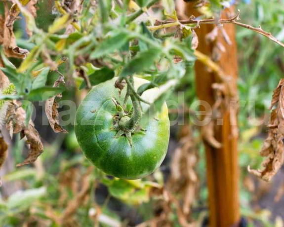 زراعة الطماطم. ويستخدم التوضيح لمقال للحصول على ترخيص القياسية © ofazende.r