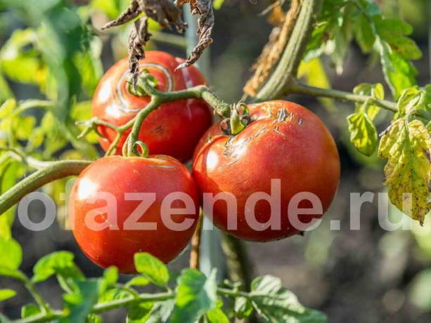 الطماطم (البندورة) الكراك. ويستخدم التوضيح لمقال للحصول على ترخيص القياسية © ofazende.ru