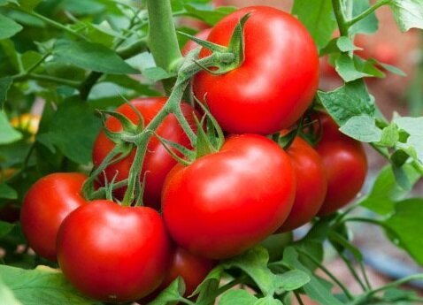 طرق فعالة للمساعدة على نمو الطماطم الحلوة