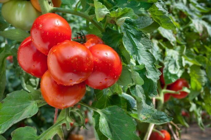 الطماطم (البندورة) في الاحتباس الحراري. ويستخدم التوضيح لمقال للحصول على ترخيص القياسية © ofazende.ru