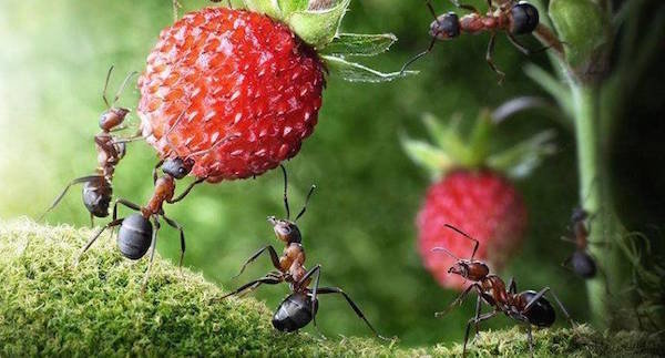 النمل على الموقع: ضرر أو فائدة؟