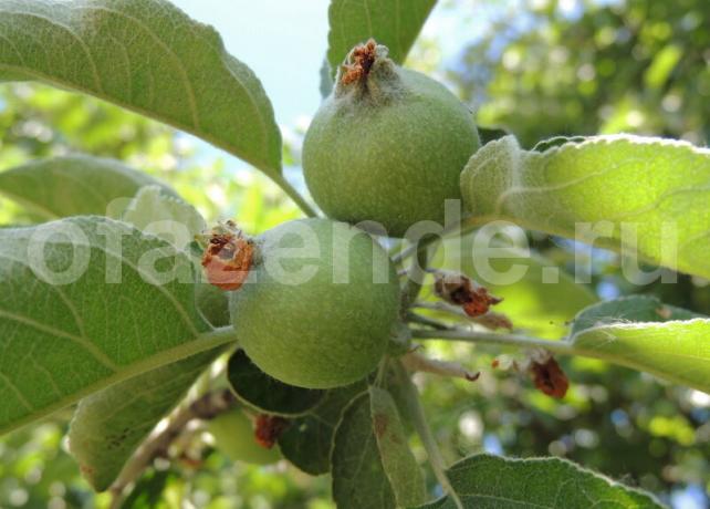 التفاح المبيض على فرع. ويستخدم التوضيح لمقال للحصول على ترخيص القياسية © ofazende.ru