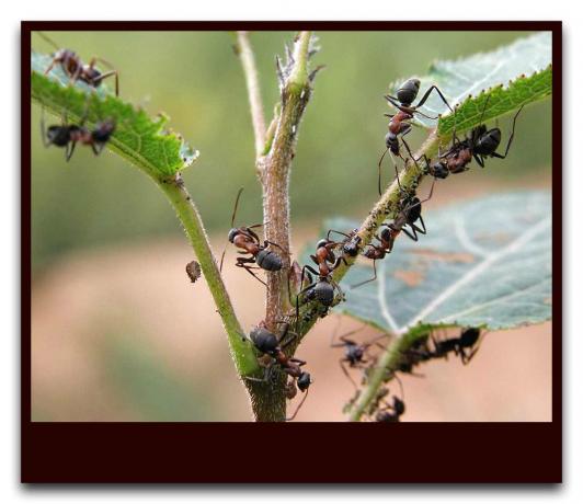 النمل حماية المن