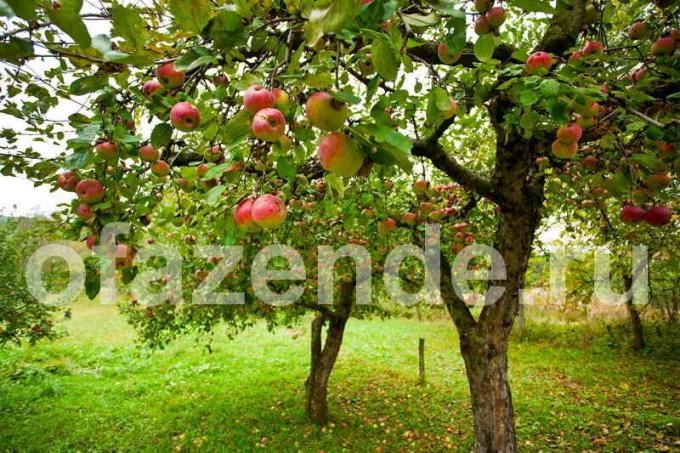 رعاية أشجار التفاح. ويستخدم التوضيح لمقال للحصول على ترخيص القياسية © ofazende.ru