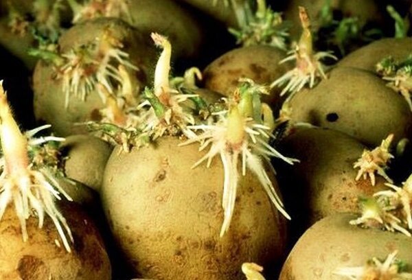 الإعداد المناسب قبل البطاطا زراعة، والتي سوف توفر الحصاد الوفير