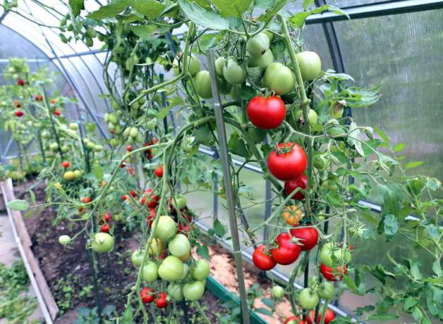 رعاية الطماطم في الدفيئة (صور المستخدمة تحت الرخصة القياسية © ofazende.ru)