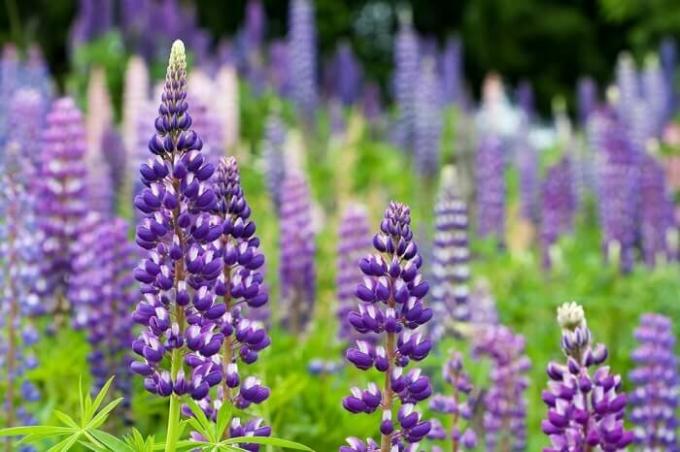 عرض: https://floraexplorer.com/wp-content/uploads/2018/03/purple-lupine.jpg