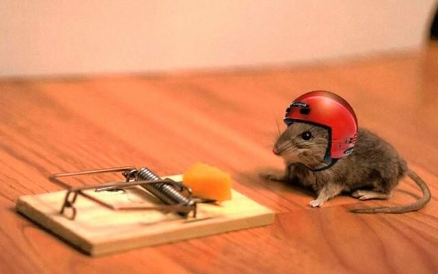 كيفية التخلص من الفئران في البلاد: طريقة رخيصة لكنها فعالة