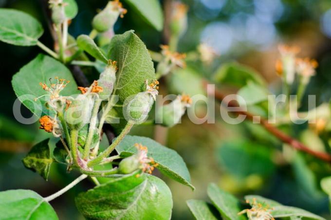 زراعة أشجار التفاح. ويستخدم التوضيح لمقال للحصول على ترخيص القياسية © ofazende.ruVy ينمو التفاح؟ 