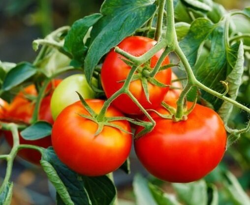 كيفية توسيع الاثمار من الطماطم (البندورة) في أغسطس