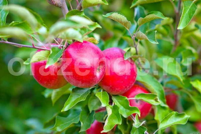 التفاح. ويستخدم التوضيح لمقال للحصول على ترخيص القياسية © ofazende.ru