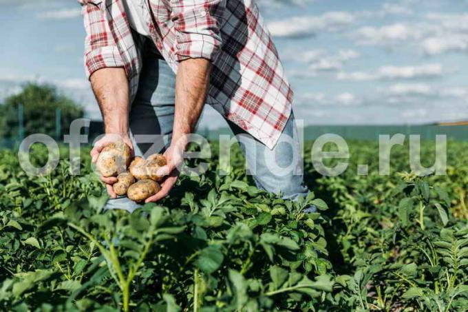 زراعة البطاطا في القش
