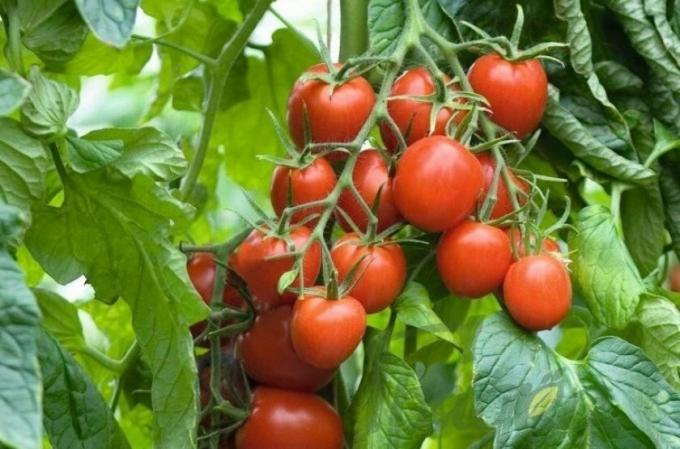 الطماطم أصناف بينيتو fermer.blog