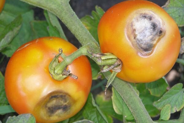 البقع البني والبني على أوراق الطماطم: ما هو عليه، وكيفية محاربة