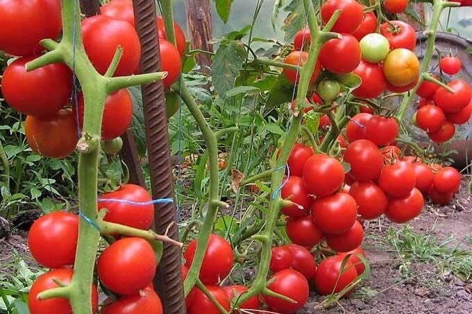 ولدي ما يقرب من 2 أضعاف زيادة محصول الطماطم مع صلصة بسيط
