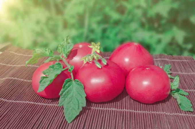 الطماطم الوردي خمر. ويستخدم التوضيح لمقال للحصول على ترخيص القياسية © ofazende.ru