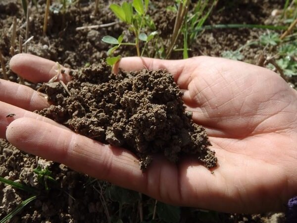 اقترح أحد الجيران الطريقة التي كل التربة في الحديقة يمكن أن تكون فضفاضة وخصبة