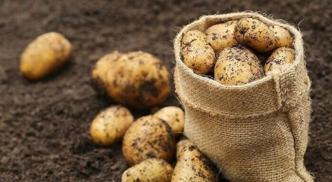 كيفية تحضير الأرض في الخريف تحت البطاطا ومن ثم الحصول على محصول جيد