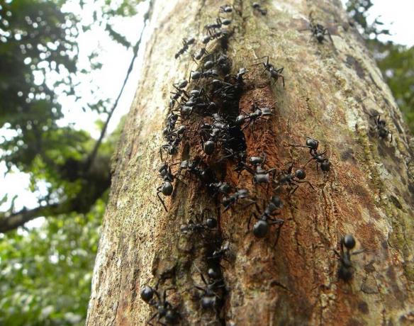 طرق ثبت للمساعدة على التخلص من النمل في الحديقة وحديقة