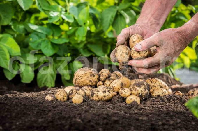 زراعة البطاطا. ويستخدم التوضيح لمقال للحصول على ترخيص القياسية © ofazende.ru