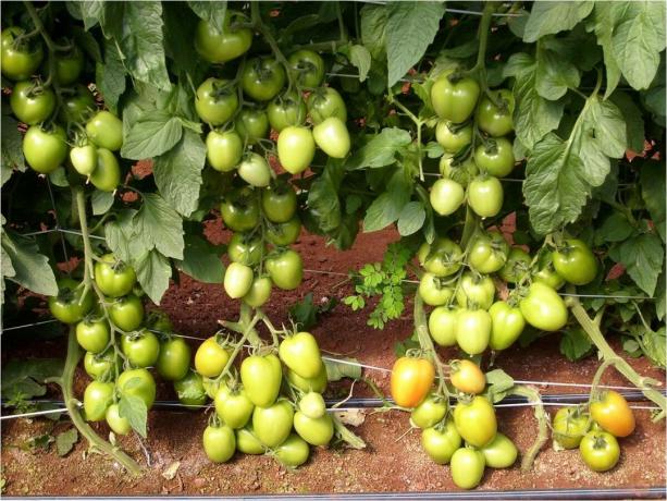 5 أفضل أصناف محصول الأصغر في وقت مبكر (!) الطماطم (البندورة) لأرض مفتوحة (في عام 2020)