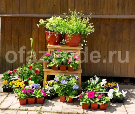 تزايد زهور البتونيا. ويستخدم التوضيح لمقال للحصول على ترخيص القياسية © ofazende.ru