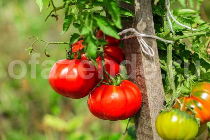 زراعة الطماطم. ويستخدم التوضيح لمقال للحصول على ترخيص القياسية © ofazende.ru