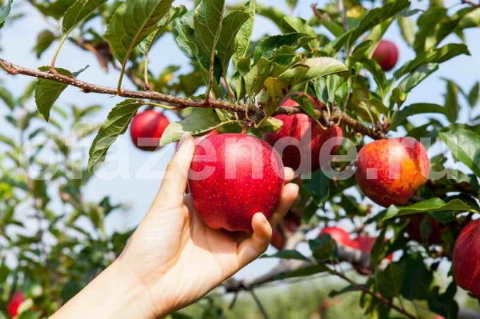 زراعة أشجار التفاح. ويستخدم التوضيح لمقال للحصول على ترخيص القياسية © ofazende.ru