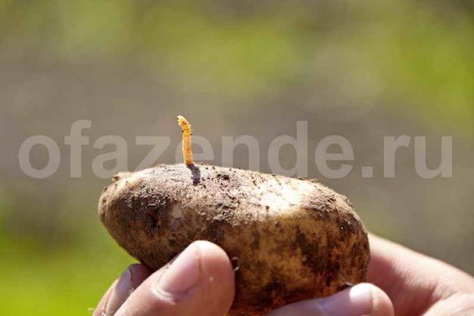الدودة السلكية في البطاطس. ويستخدم التوضيح لمقال للحصول على ترخيص القياسية © ofazende.ru