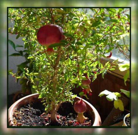 كيفية زراعة الرمان في المنزل، بحيث يمكنك تتغذى على الفاكهة لذيذ مباشرة من عتبة النافذة!