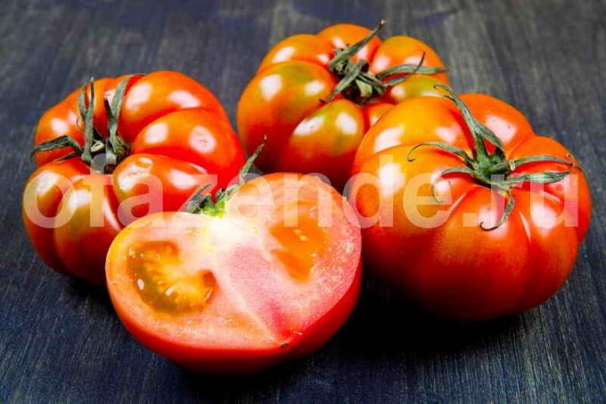 الطماطم (البندورة). ويستخدم التوضيح لمقال للحصول على ترخيص القياسية © ofazende.ru