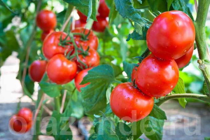 كيف ومتى رش الطماطم للحفاظ على وزيادة الحصاد