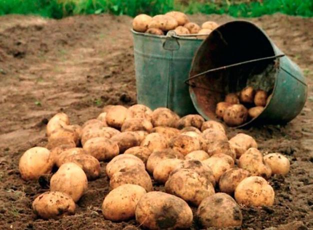 كيفية زيادة محصول البطاطا