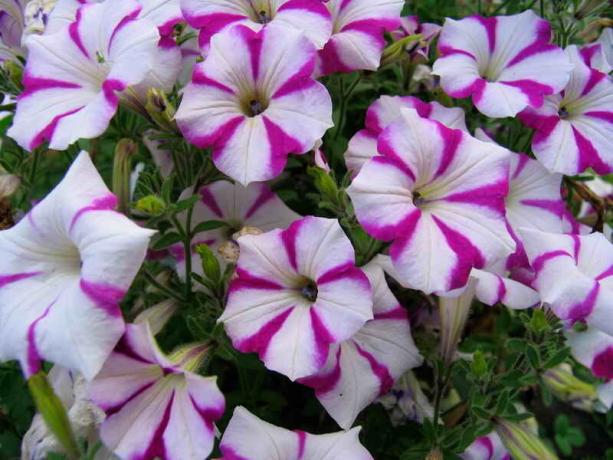الزهور بتونيا. ويستخدم التوضيح لمقال للحصول على ترخيص القياسية © ofazende.ru