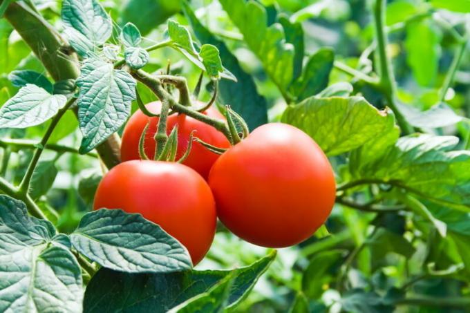 لا ينبغي أن تكون مزروعة الطماطم بعد الفراولة. ويستخدم التوضيح لمقال للحصول على ترخيص القياسية © ofazende.ru