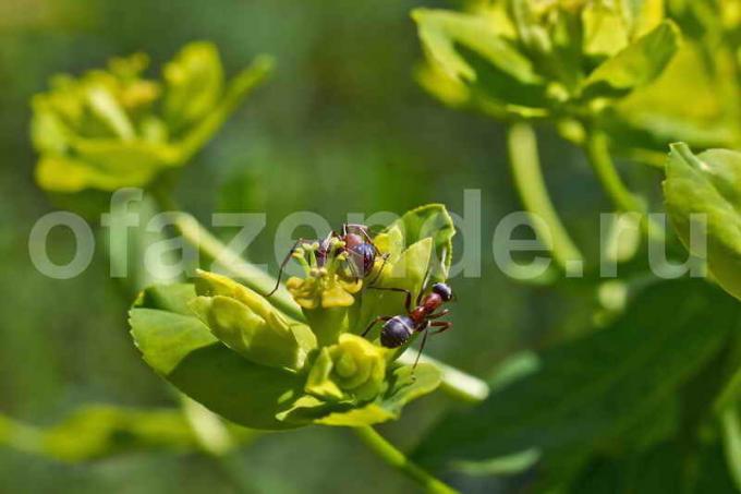 النمل على الخضروات. ويستخدم التوضيح لمقال للحصول على ترخيص القياسية © ofazende.ru