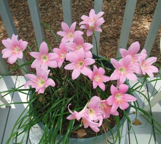 نحن ننمو zephyranthes (مغرور) في المنزل