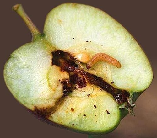 وسيلة فعالة لمكافحة فراشة التفاح من دون استخدام المواد الكيميائية