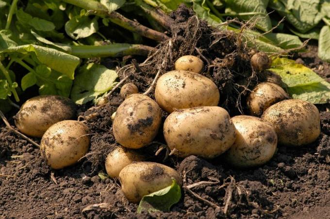 زراعة البطاطس من دون حفر الأرض أو طريقة بلدي الذي يعطي نتائج