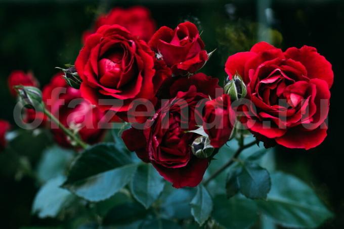تزايد الورود. ويستخدم التوضيح لمقال للحصول على ترخيص القياسية © ofazende.ru