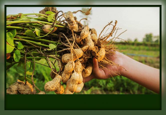 ثلاثة الفروق الرئيسية في زراعة الفول السوداني بسيطة، وما فائدة كبيرة لأنه يجلب صحتك