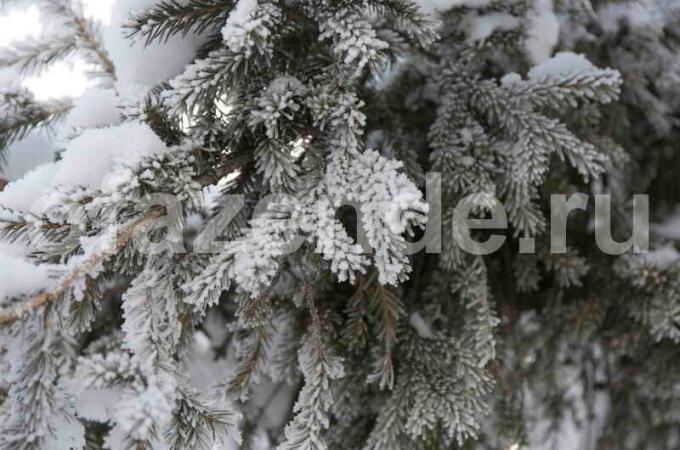 إعداد من الأشجار الصنوبرية لفصل الشتاء. ويستخدم التوضيح لمقال للحصول على ترخيص القياسية © ofazende.ru