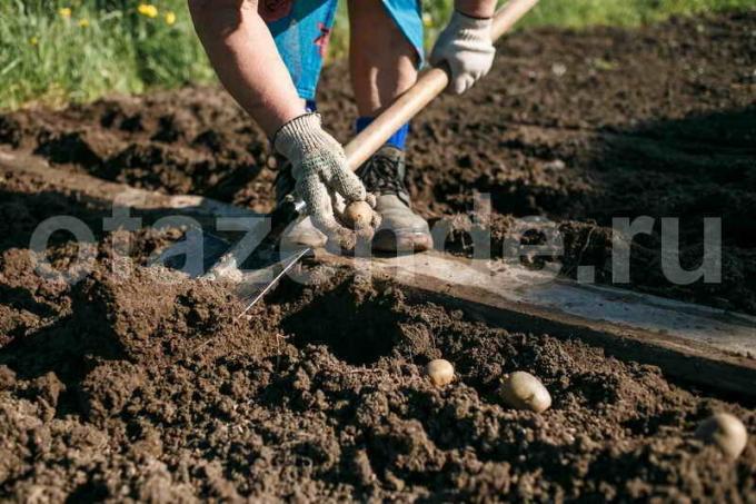 زراعة البطاطا. ويستخدم التوضيح لمقال للحصول على ترخيص القياسية © ofazende.ru