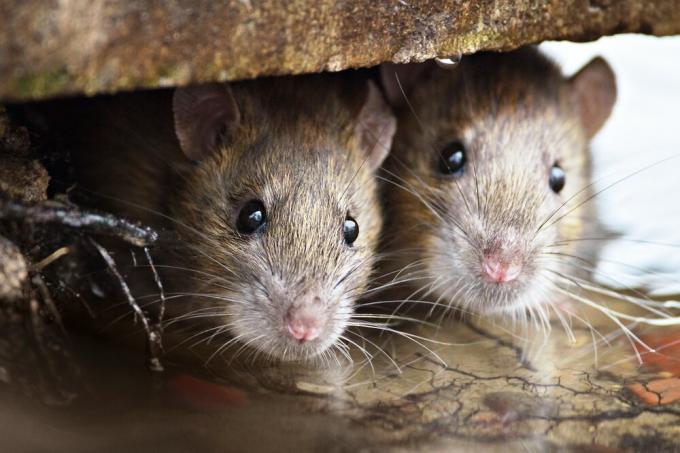 ما الفئران العزل لا يعض؟ نتائج التجربة.