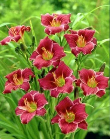 Hemerocallis (يوم زنبق)