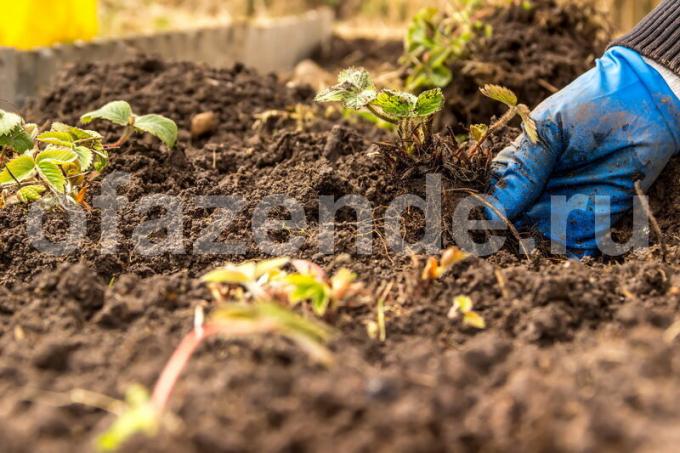 رعاية التربة. ويستخدم التوضيح لمقال للحصول على ترخيص القياسية © ofazende.ru
