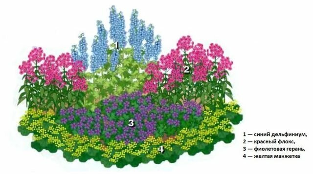جميلة حديقة زهرة "للكسول" 4 من النباتات المعمرة تزين أي حديقة. الرسم البياني، وصف وصورة