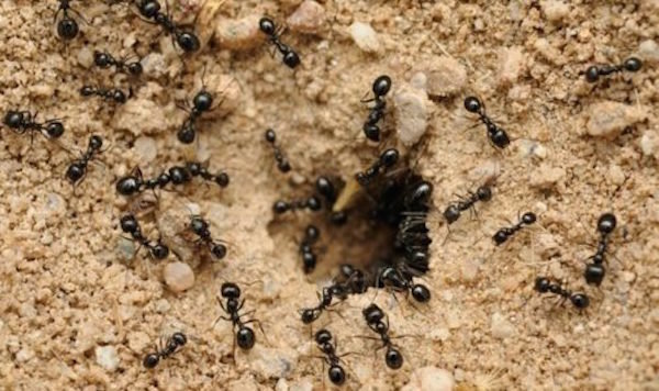 النمل قد تحقق فوائد كثيرة للحديقة. لا حاجة لتدميرها