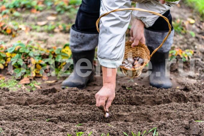 العمل على زراعة محاصيل الخضر. ويستخدم التوضيح لمقال للحصول على ترخيص القياسية © ofazende.ru