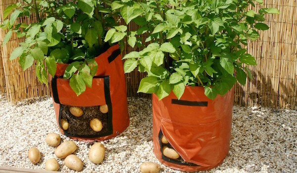 زراعة البطاطا في أكياس: تكنولوجيا جديدة أو مضيعة للوقت؟